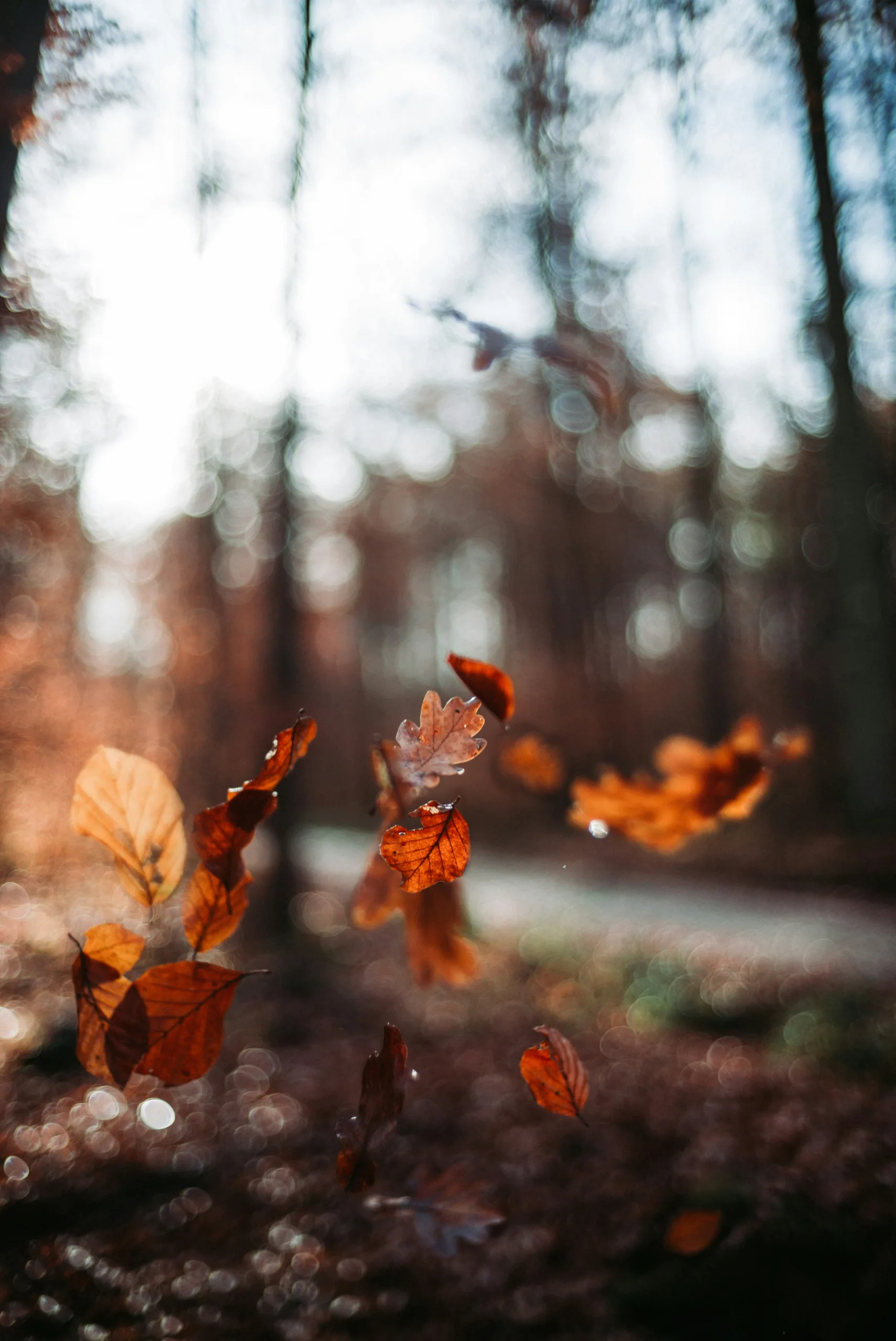 Fall_oliver-hihn-Fd3NFkSLkzs-unsplash-min